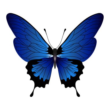 Beyaz arka plan üzerinde izole mavi renk vektör kelebek
