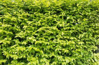 taze yeşil bitki duvar