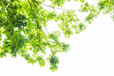 Beyaz arkaplanda taze yeşil yapraklar