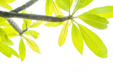 Beyaz arkaplanda taze yeşil yapraklar