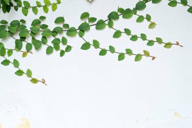 Beyaz duvardaki sarmaşık bitki