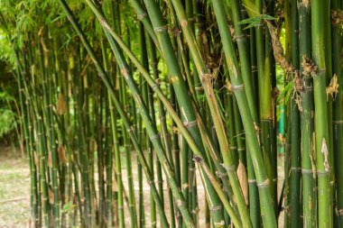 yeşil bambu yaprakları arka plan