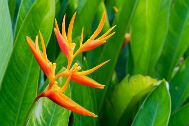 Cennet kuşu çiçekte