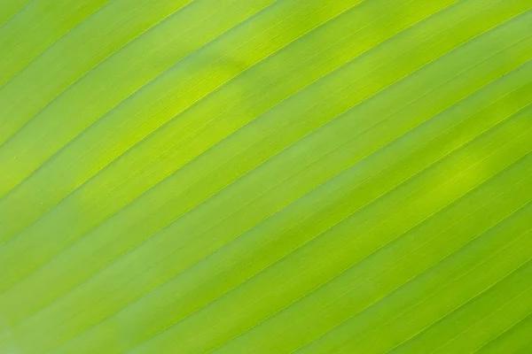 Bananenblatt Textur Für Hintergrund — Stockfoto