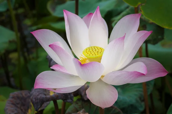 Pembe Nilüfer Çiçeği Gölette — Stok fotoğraf