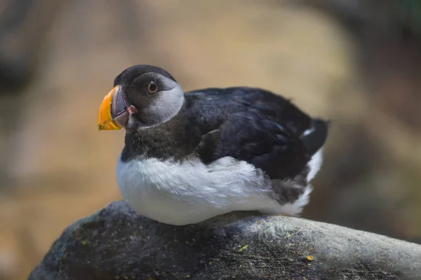 Πορτρέτο Του Ένα Puffin Πέτρα — Φωτογραφία Αρχείου