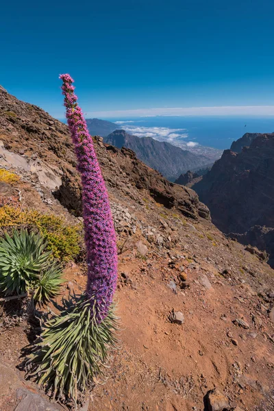 Tajinaste Endemic Plant Roque Los Muchachos Highest Peak Palma Island — Stock Photo, Image