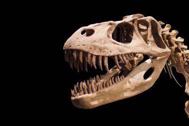 Tyrannosaurus Rex iskeletini siyah Yalıtılmış zemin üzerine