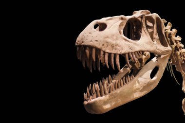 Tyrannosaurus Rex iskeletini siyah Yalıtılmış zemin üzerine