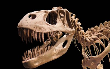 Tyrannosaurus Rex iskeletini siyah Yalıtılmış zemin üzerine