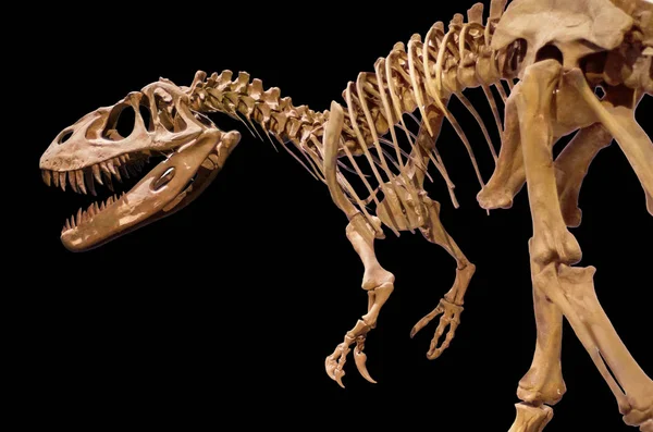 Scheletro Dinosauro Sfondo Nero Isolato — Foto Stock