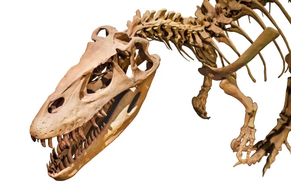 分離白地に恐竜の骨格 — ストック写真
