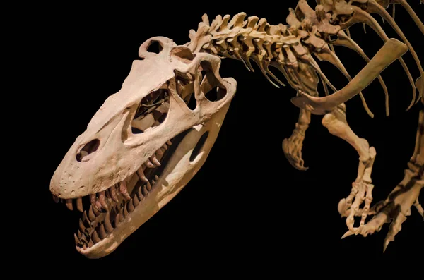 黒い分離背景に恐竜の骨格 — ストック写真