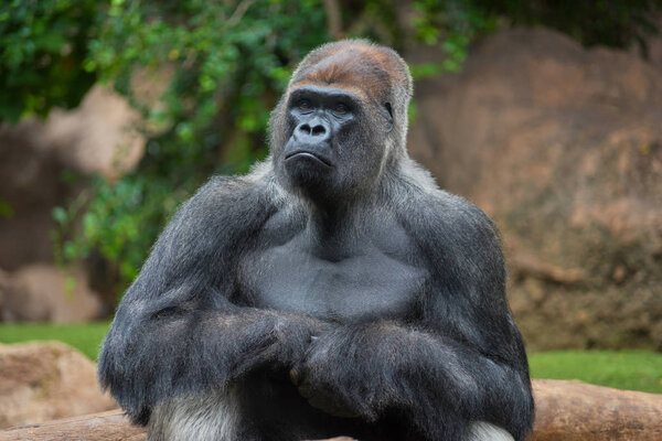 Portrait of a west lowland silverback gorilla