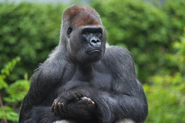 Portrait of a west lowland silverback gorilla