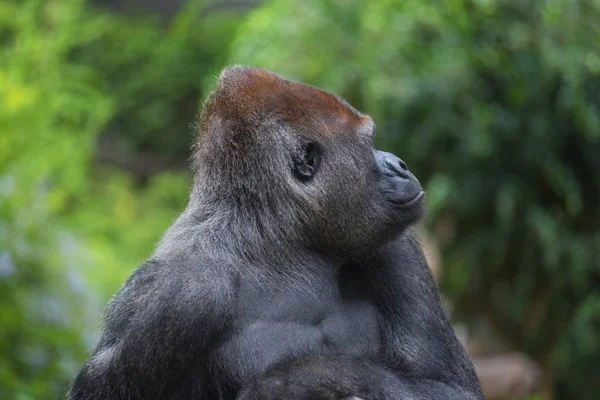 Portrait West Lowland Silverback Gorilla — Stock Photo, Image