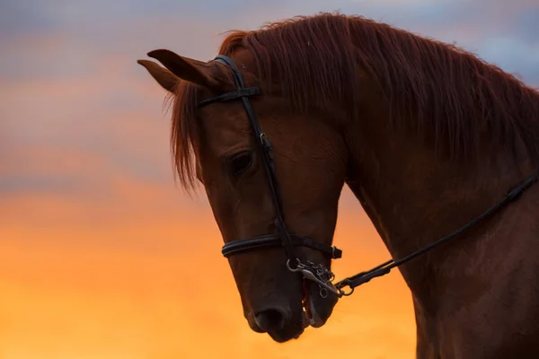 Hästen Stående Siluett Solnedgången — Stockfoto