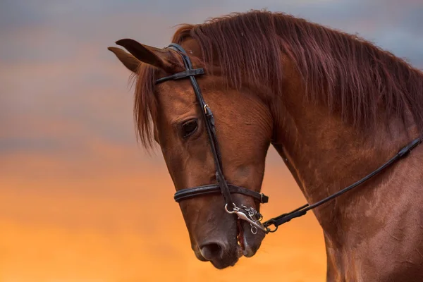 Hästen Stående Vid Solnedgången — Stockfoto