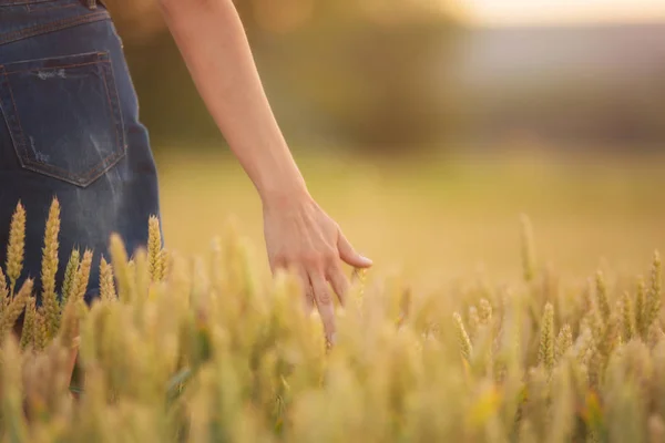 Female Hand Touching Golden Wheat Ear Wheat Field Sunset Light — Stock Photo, Image