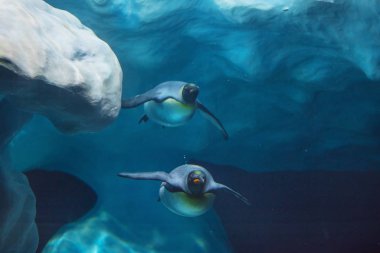 Su altında zoologic içinde yüzme penguenler