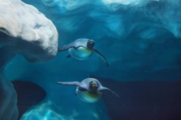 Pingüinos Nadando Bajo Agua Zoológico — Foto de Stock