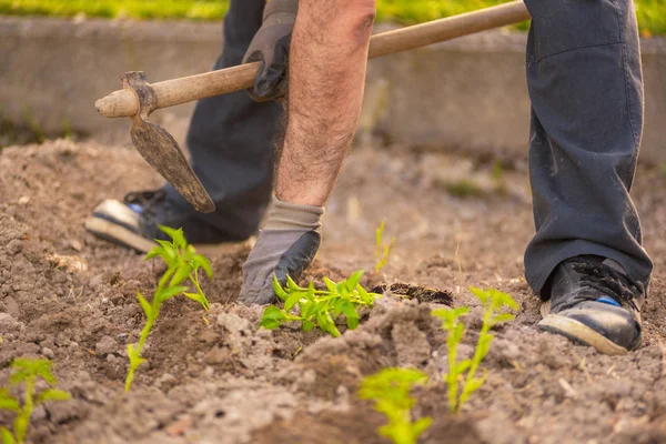 Vue Rapprochée Agriculteur Travail — Photo