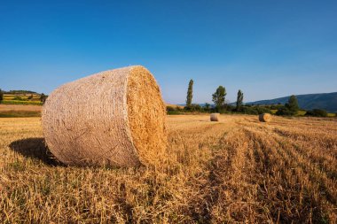 altın alan peyzaj hasat saman Kefalet