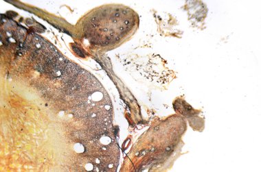 Mikroskop fotoğraf. Spinal kord, kesit.