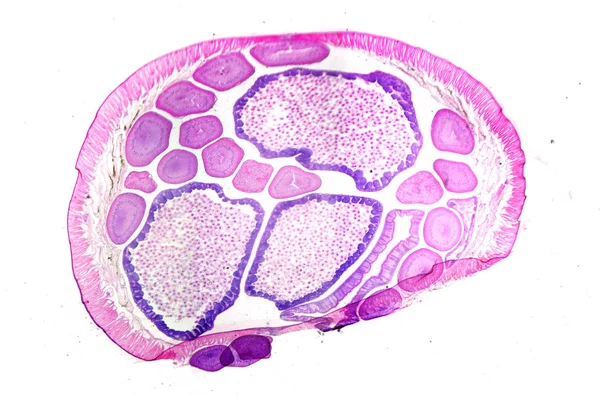 Foto Microscopica Verme Nematode Parassita Ascaris Sezione Trasversale — Foto Stock