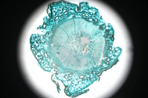 Microscopia Sezione Trasversale Dello Stelo Pino — Foto Stock