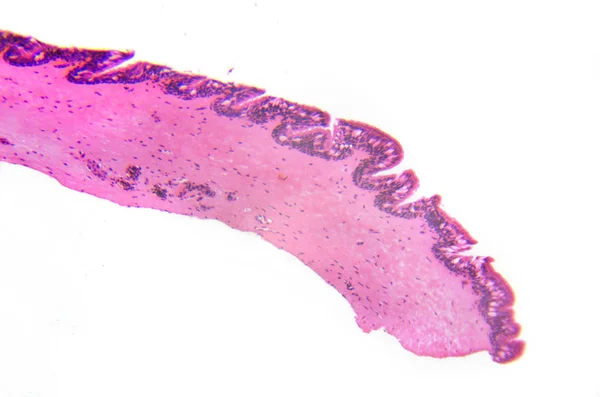 Micrographie Éphitélium Cillié Des Branchies Section Transversale — Photo