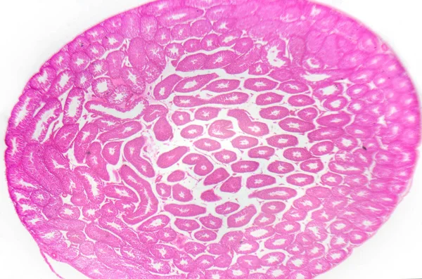 Fotografia Microscopica Testicoli Tubuli Seminiferi Sezione Trasversale — Foto Stock