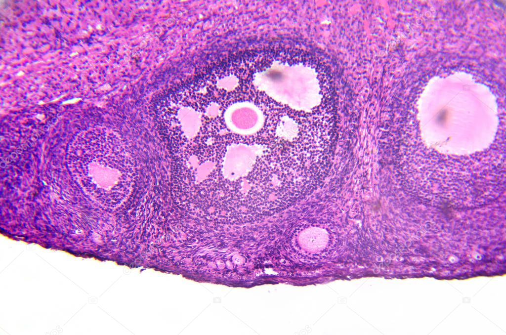 micrograph of ovary showing primordial, primary and secondary follicles isolated on white background.