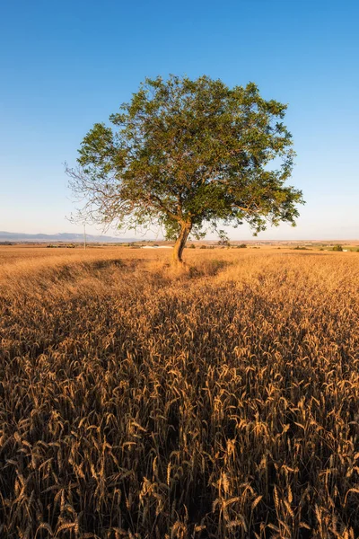 Δέντρο Και Χρυσαφένιο Σιτάρι Πεδίο Στο Ηλιοβασίλεμα — Φωτογραφία Αρχείου
