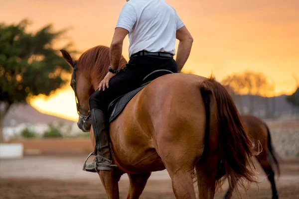 风景夕阳下的马训练 — 图库照片