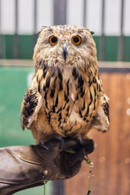 Kartal baykuş doğan avcılarından elde