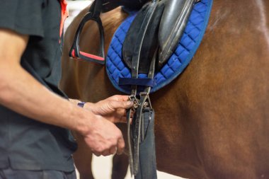 Bir at yuvası biri yakın çekim