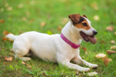 Jack Russell parktaki çim çayırındaki teriyer köpeği