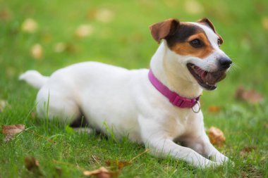 Jack Russell parktaki çim çayırındaki teriyer köpeği