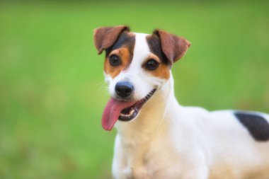 Jack Russell parktaki çim çayırındaki teriyer köpeği