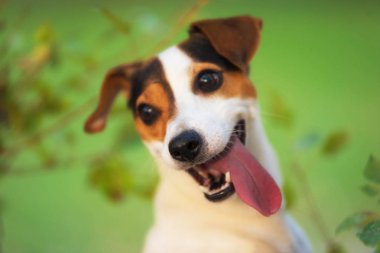 Jack Russell parktaki çim çayırındaki teriyer köpeği