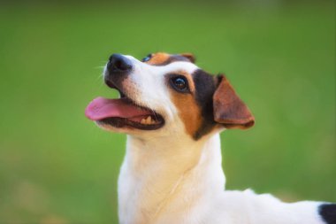 Jack Russell parktaki çim çayırındaki teriyer köpeği