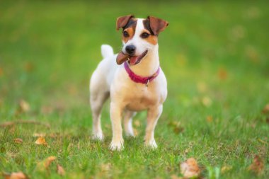 Jack Russell parktaki çim çayırındaki teriyer köpeği