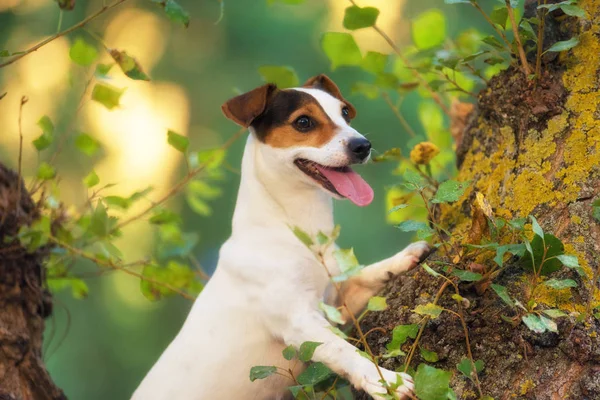 Jack Russell Parktaki Çim Çayırındaki Teriyer Köpeği — Stok fotoğraf