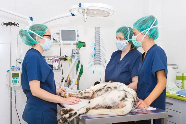 Equipe Veterinários Sala Cirúrgica Preparando Cão Para Cirurgia — Fotografia de Stock