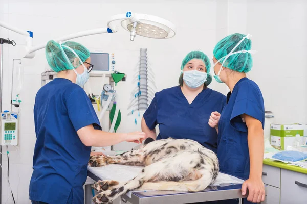 Equipo Veterinarios Sala Cirugía Preparando Perro Para Cirugía — Foto de Stock