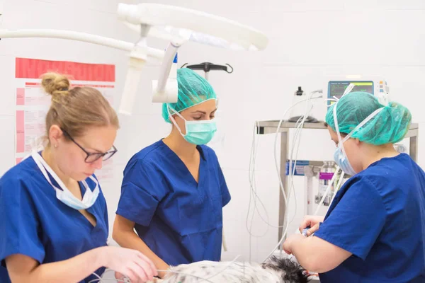 Veteriner cerrahlar iş başında.