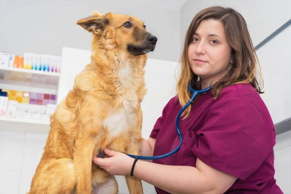 Vrouwelijke Dierenarts Met Behulp Van Stethoscoop Voor Schattig Honden Onderzoek — Stockfoto