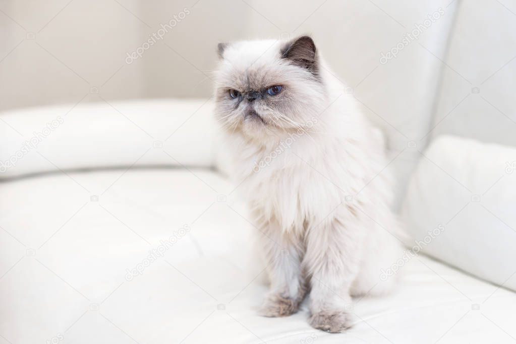 Cute persian cat on white sofa