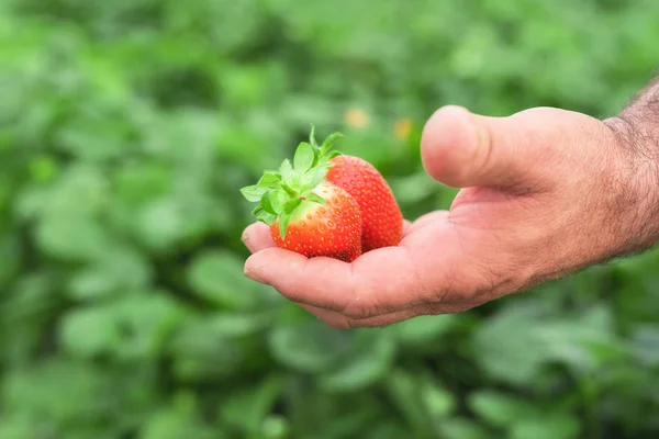Γεωργός Που Κρατά Νωπές Φράουλες Στα Χέρια — Φωτογραφία Αρχείου